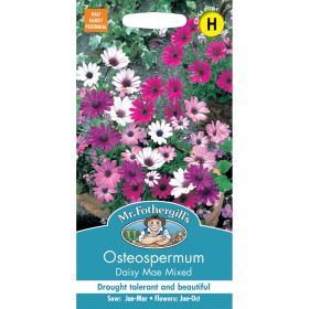 Osteospermum Daisy Mae Mixed Seeds